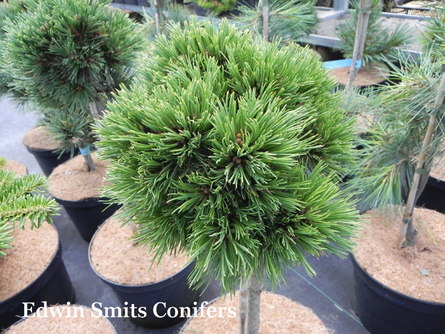 Pinus flexilis 'Pearl' (# 2)